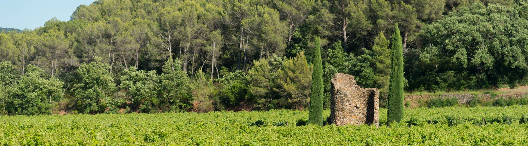 Vignes domaine Toureveque Pierrefeu