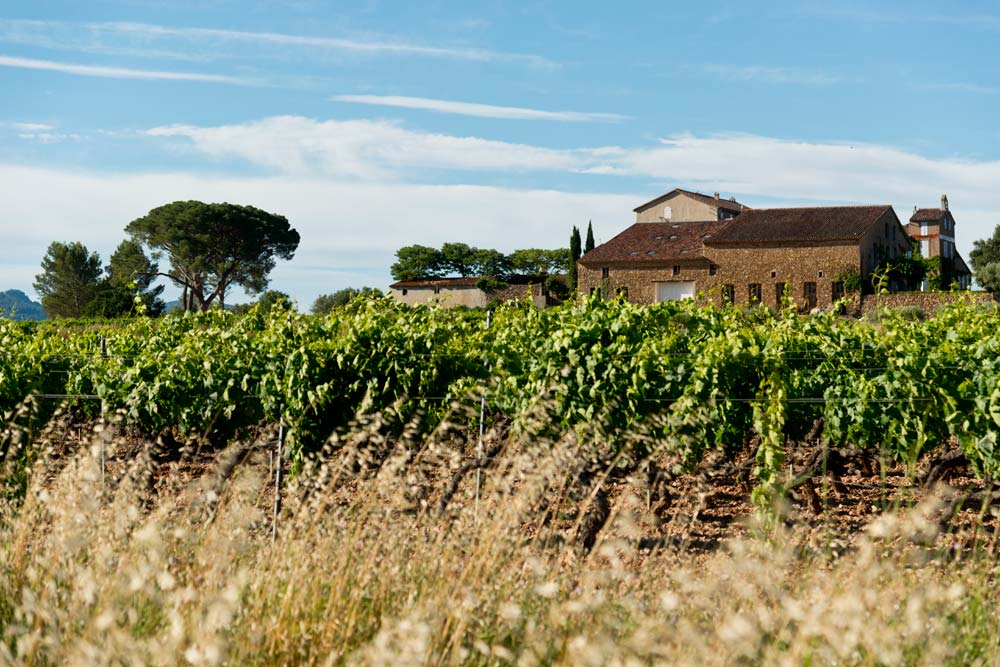 Vignes et maison Toureveque