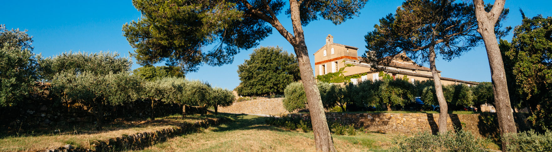 A wineyard