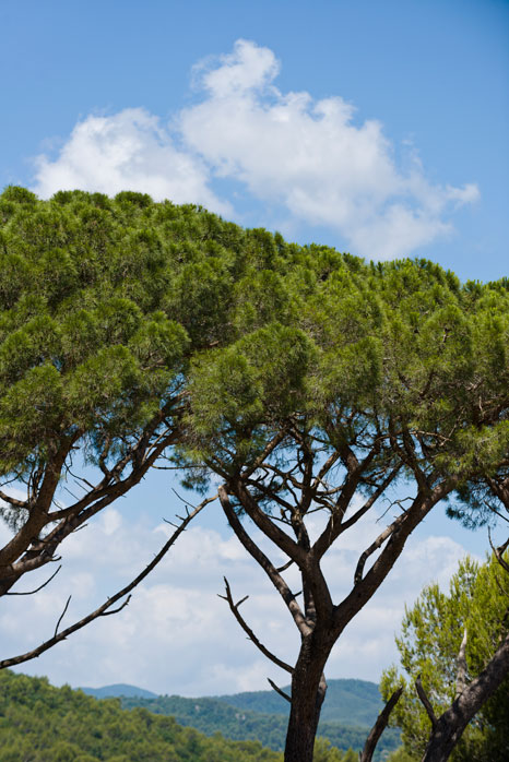 A wineyard with a blue sky