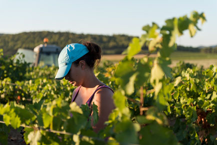 Manual harvesting from a woman