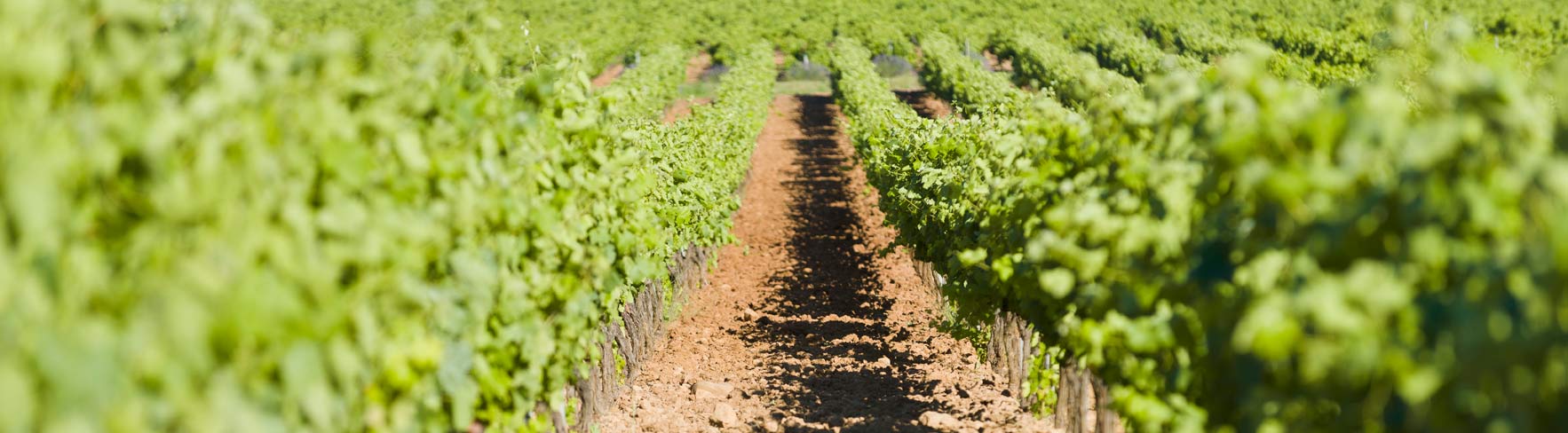 Vignes vin var provence, green rows of grape growing on a mountain of barbeyrolles vineyard in France