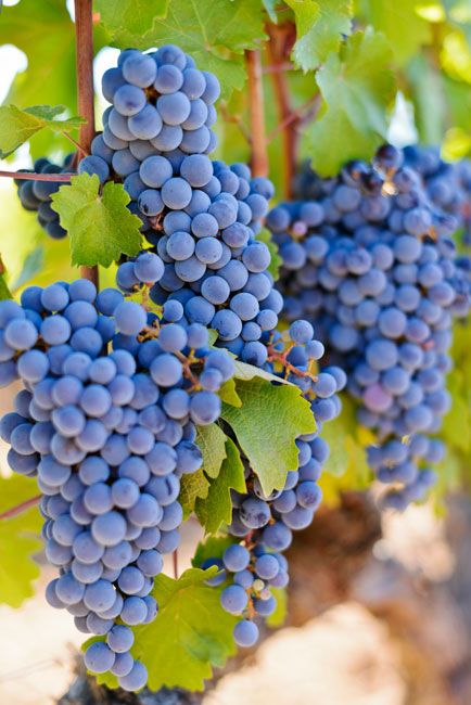 vignoble-1 Raisins Vin toureveque